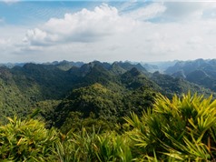 Tiêu chuẩn quốc gia cho tín chỉ carbon rừng: Giải pháp giảm chi phí cho thị trường Việt Nam?